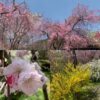 京都原谷苑の枝垂れ桜、しだれ桜お花見