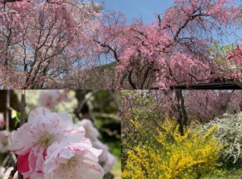 京都原谷苑の枝垂れ桜、しだれ桜お花見